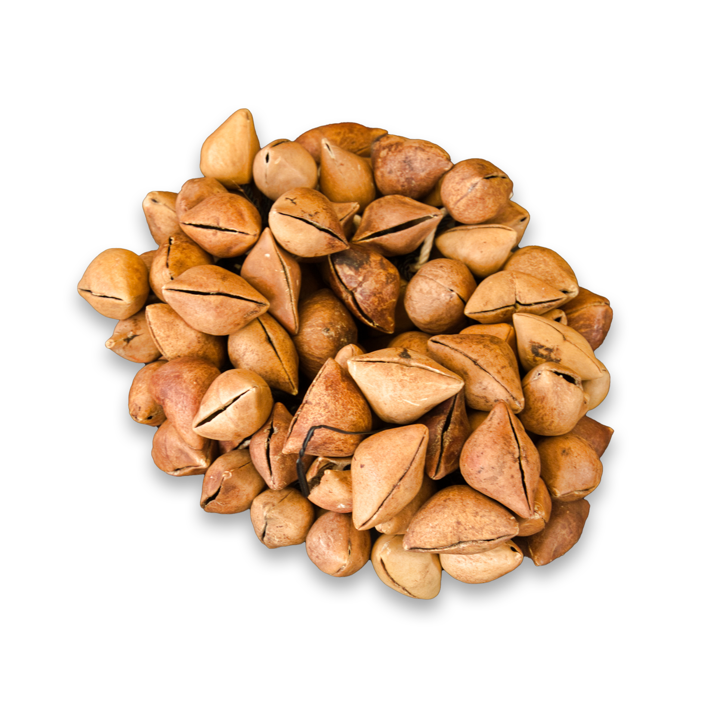 Ayoyotes - Set of 100