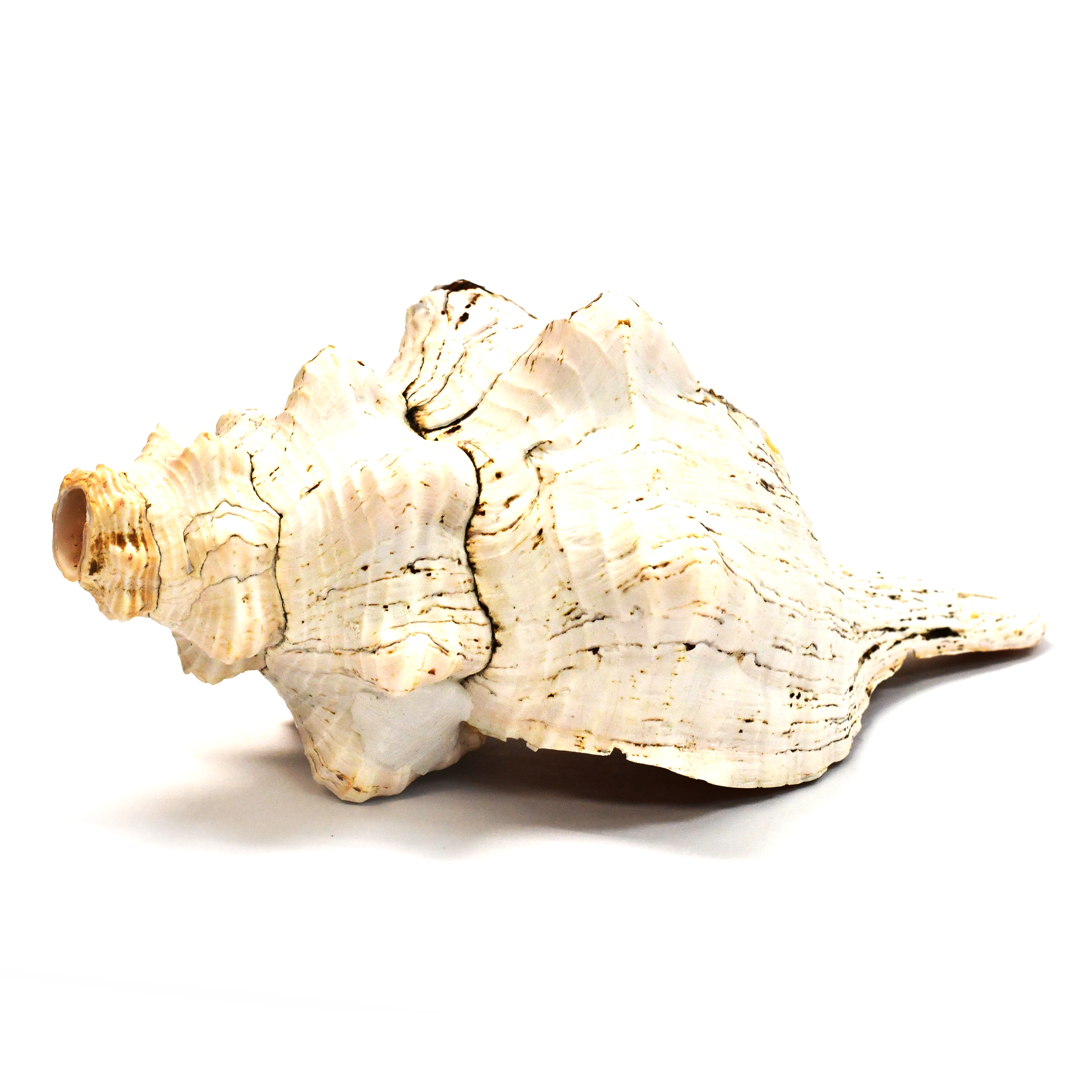 Atecocolli | Caracol | Conch shell - 11-12”