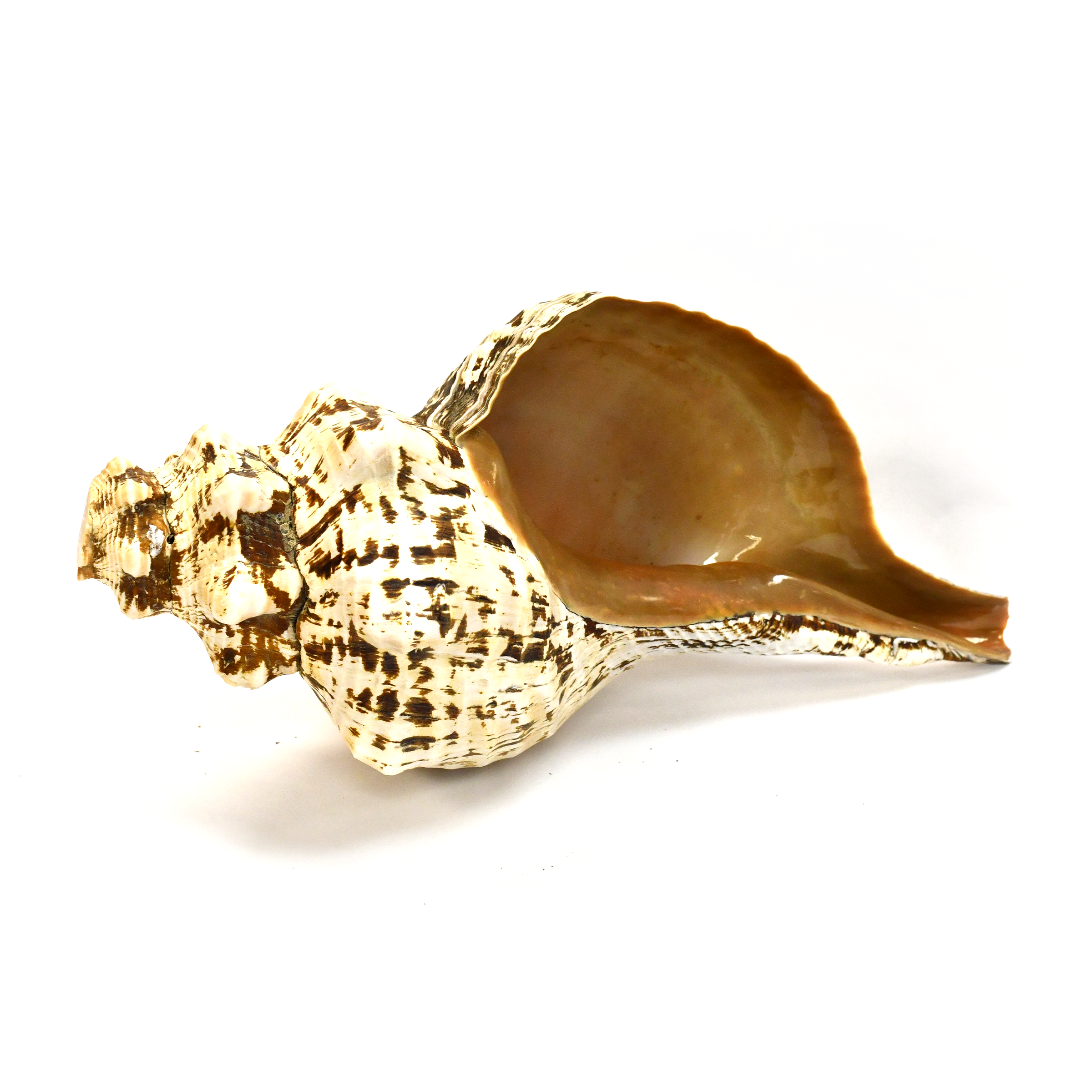 Atecocolli | Caracol | Conch shell - 12.1-14"