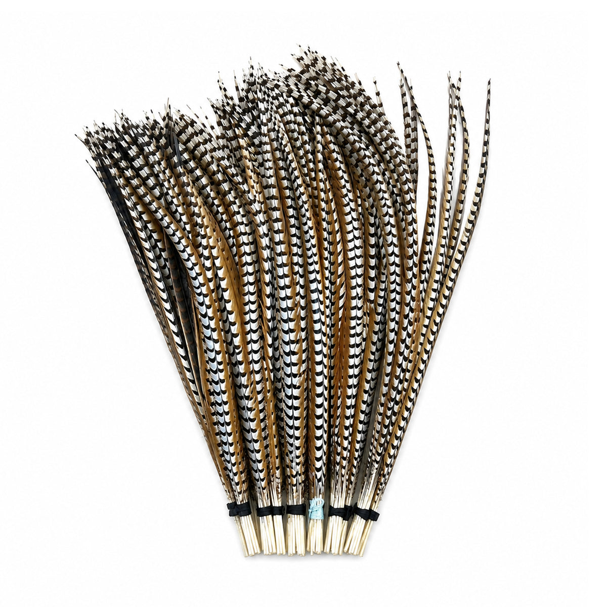 Feathers - Reeves Pheasant - set of 10