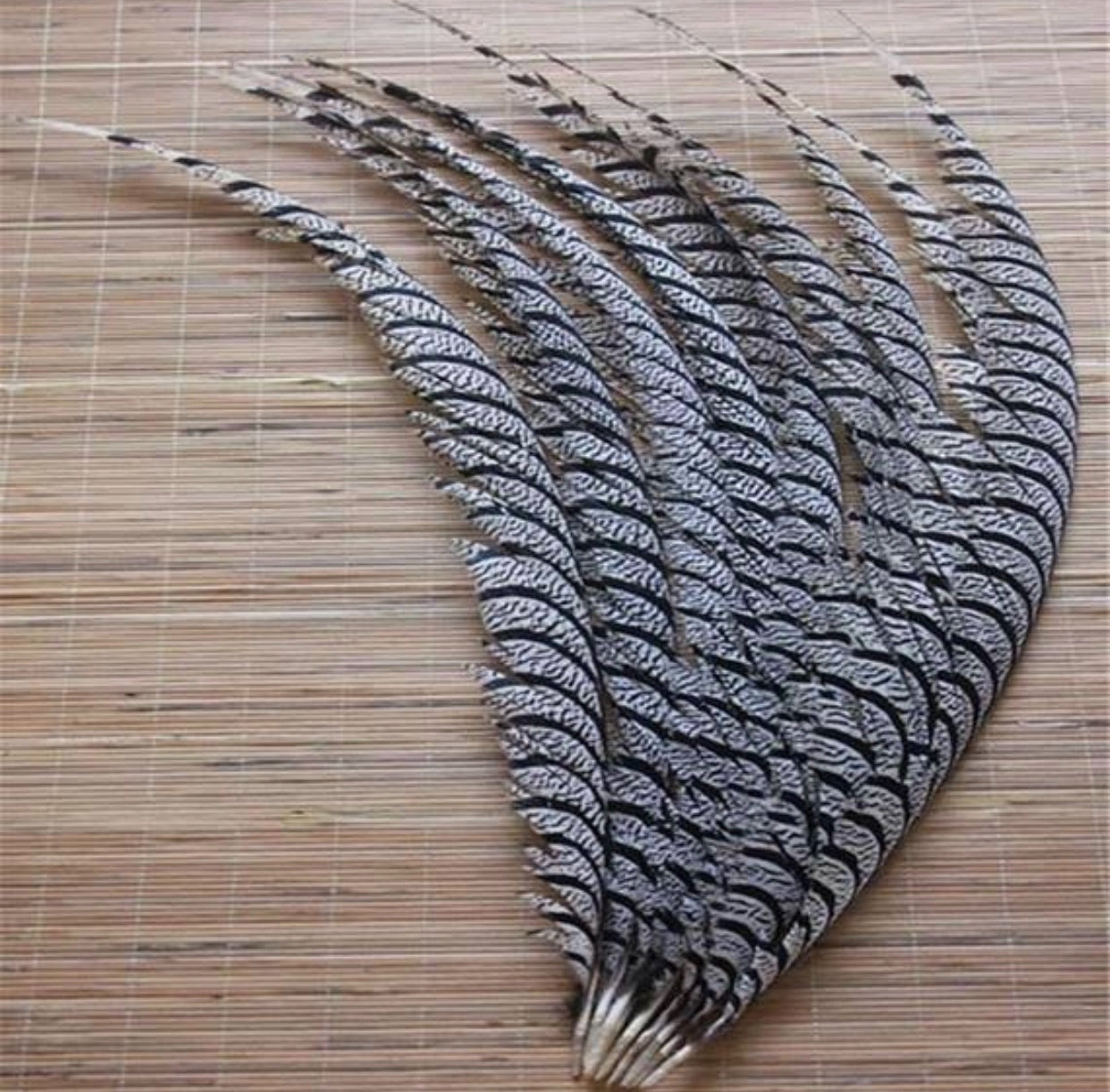 Feathers, Lady Amherst Pheasant or Zebra 30-35”, set of 10