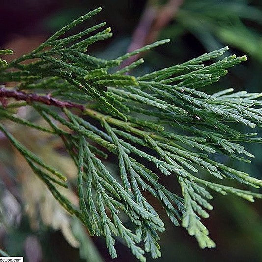 Cedar - Bundle