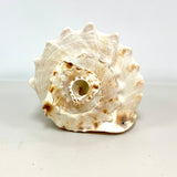 Atecocolli - Conch shell 3