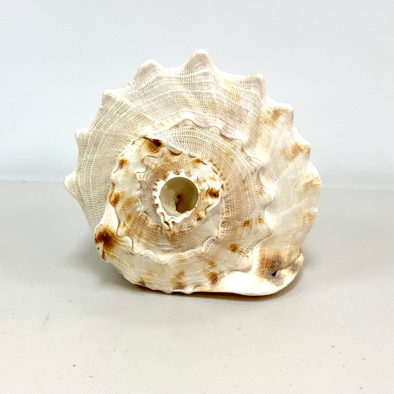 Atecocolli - Conch shell 3