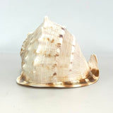 Atecocolli - Conch shell 3
