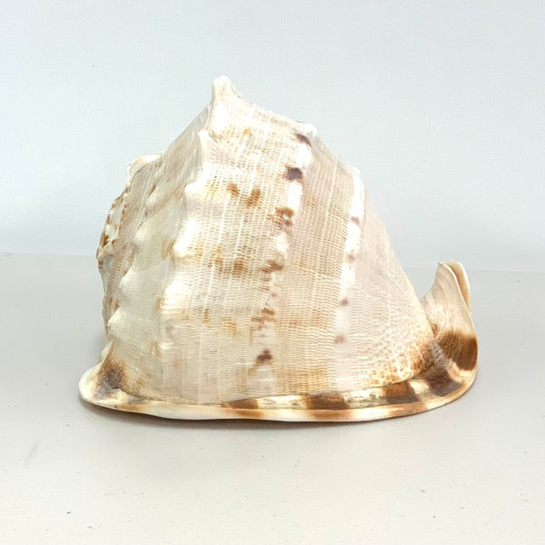 Atecocolli - Conch shell 3