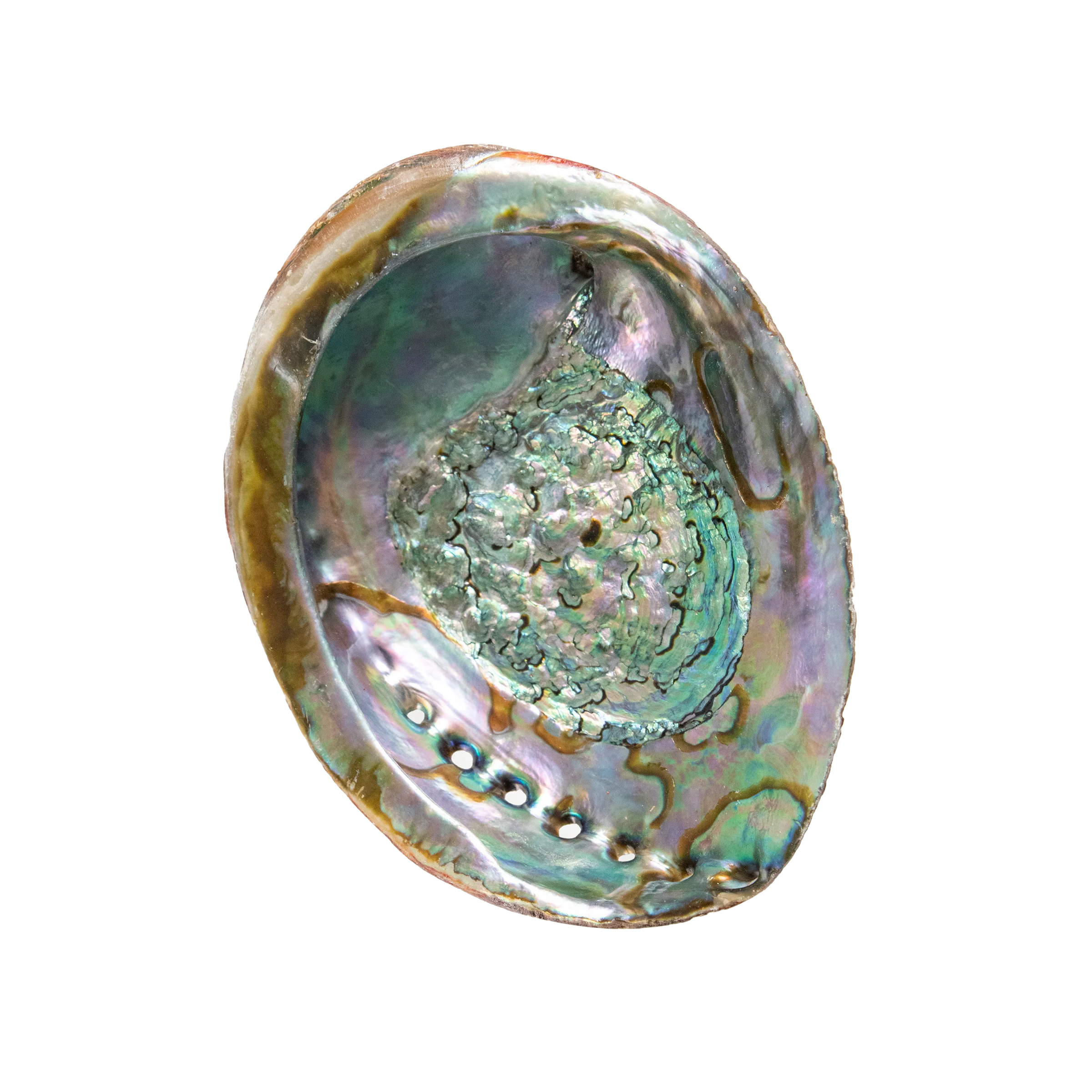 Abalone Shell - 6-7"