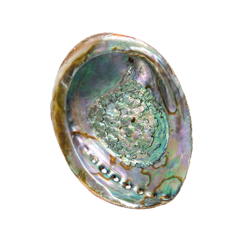Abalone Shell - 6-7"