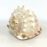 Atecocolli - Conch shell 3
