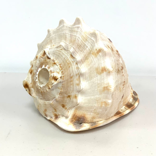 Atecocolli - Conch shell 3