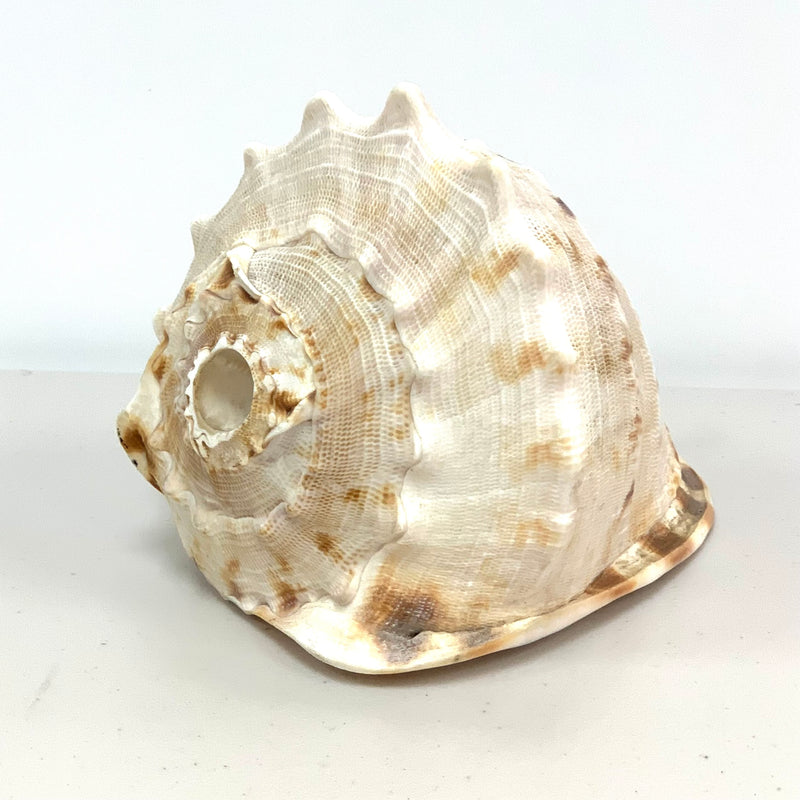 Atecocolli - Conch shell 3