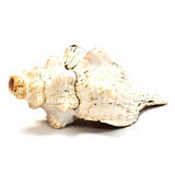 Atecocolli (Conch shell) - 12"