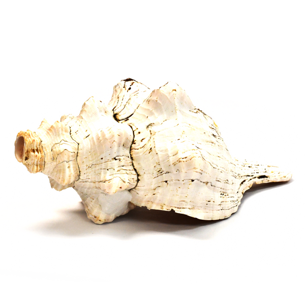 Atecocolli (Conch shell) - 12"