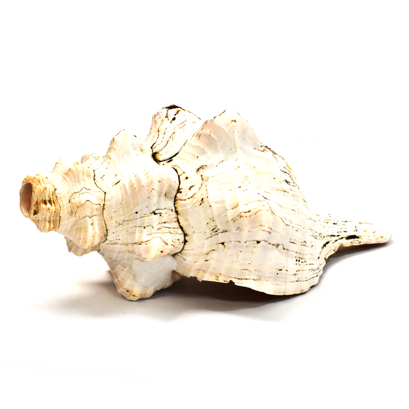 Atecocolli (Conch shell) - 12"
