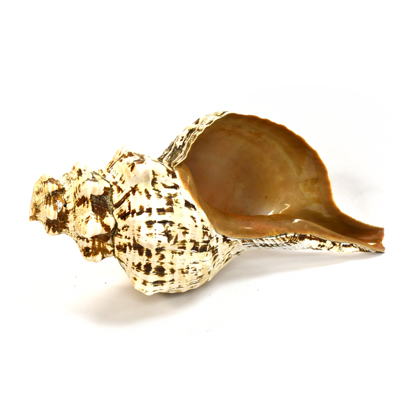 Atecocolli (Conch shell) - 14"