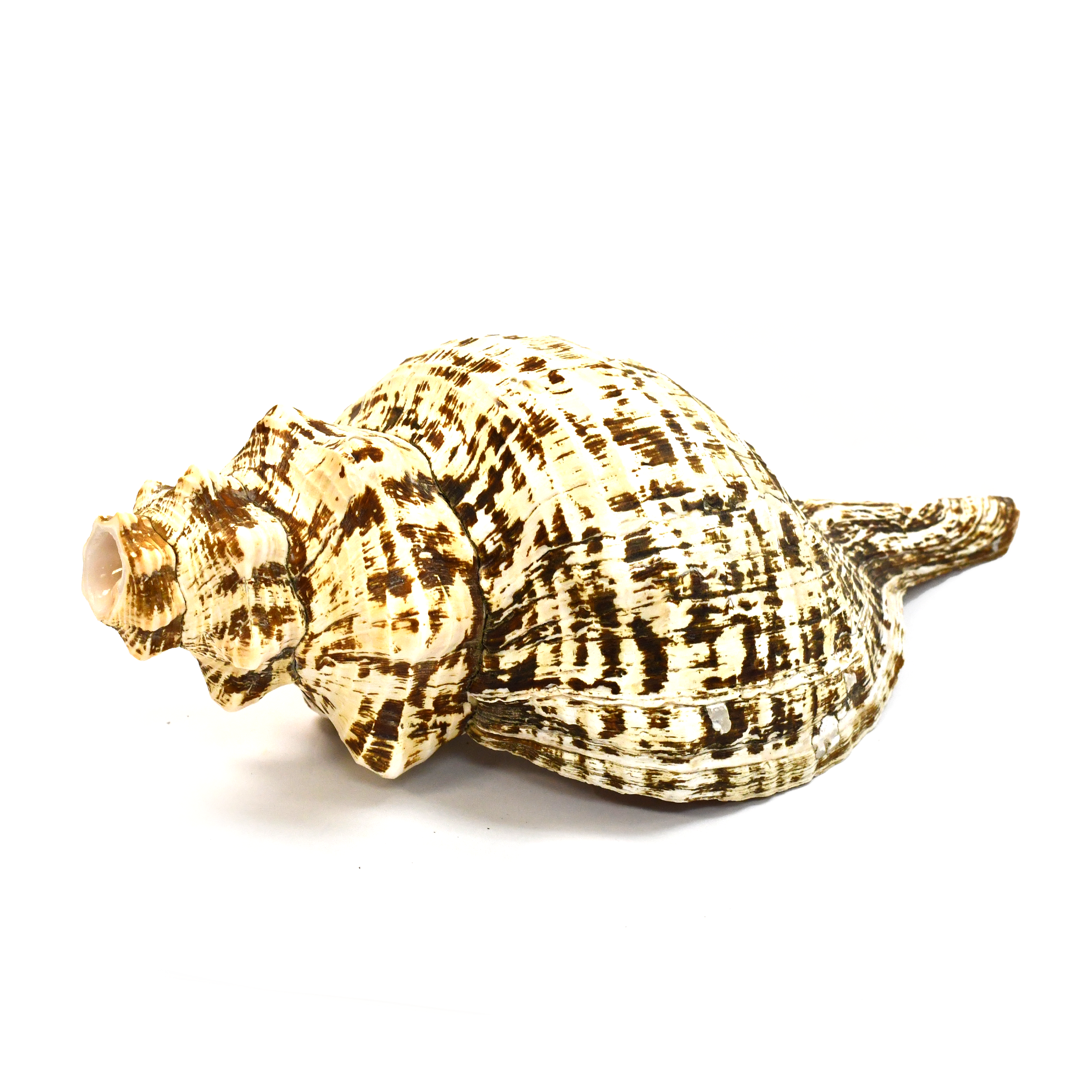 Atecocolli | Caracol | Conch shell -  12.1-14"