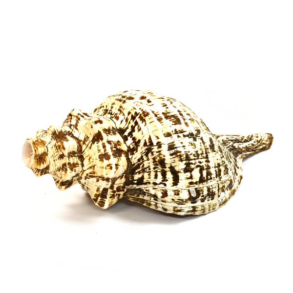Atecocolli (Conch shell) - 14"