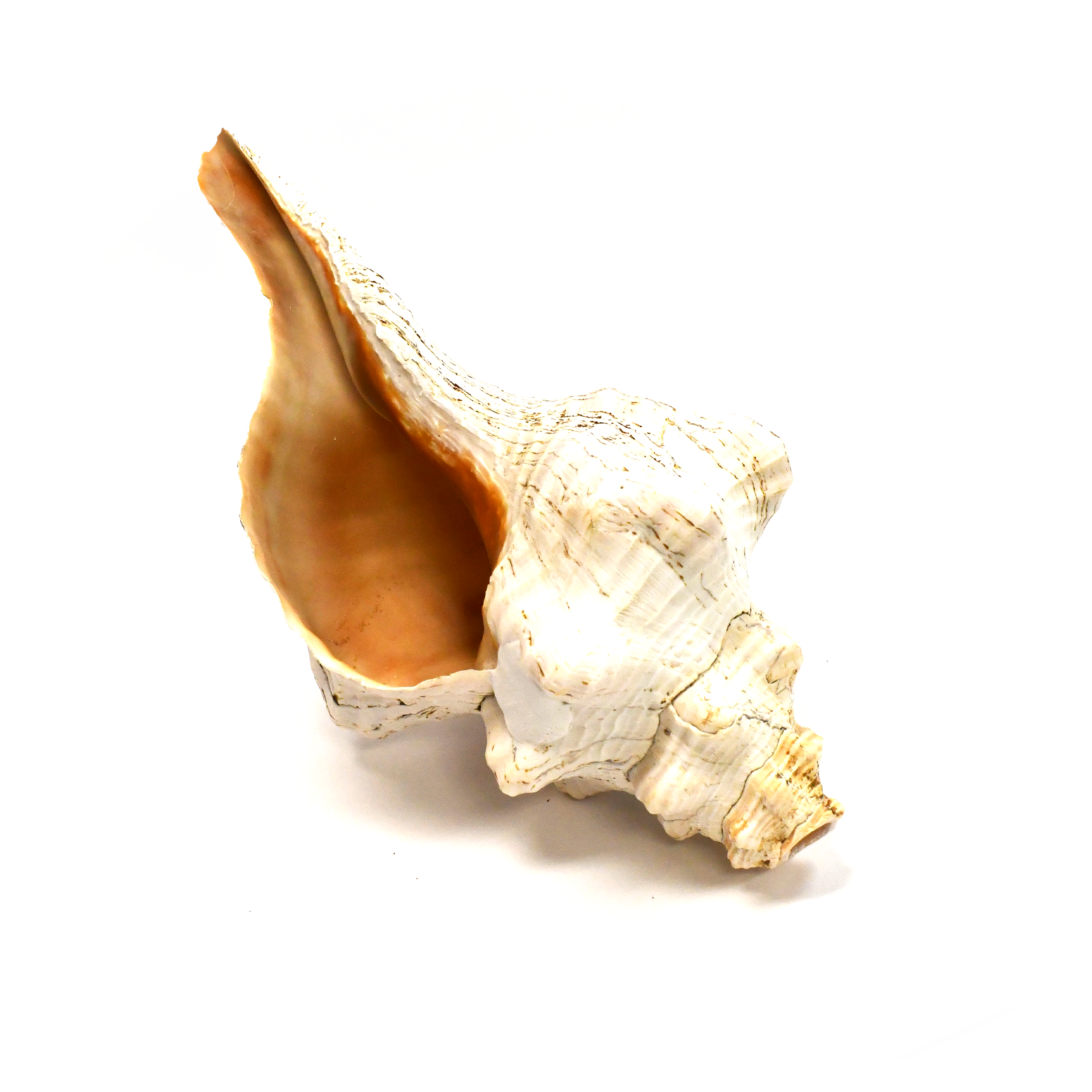 Atecocolli | Caracol | Conch shell -  11-12”