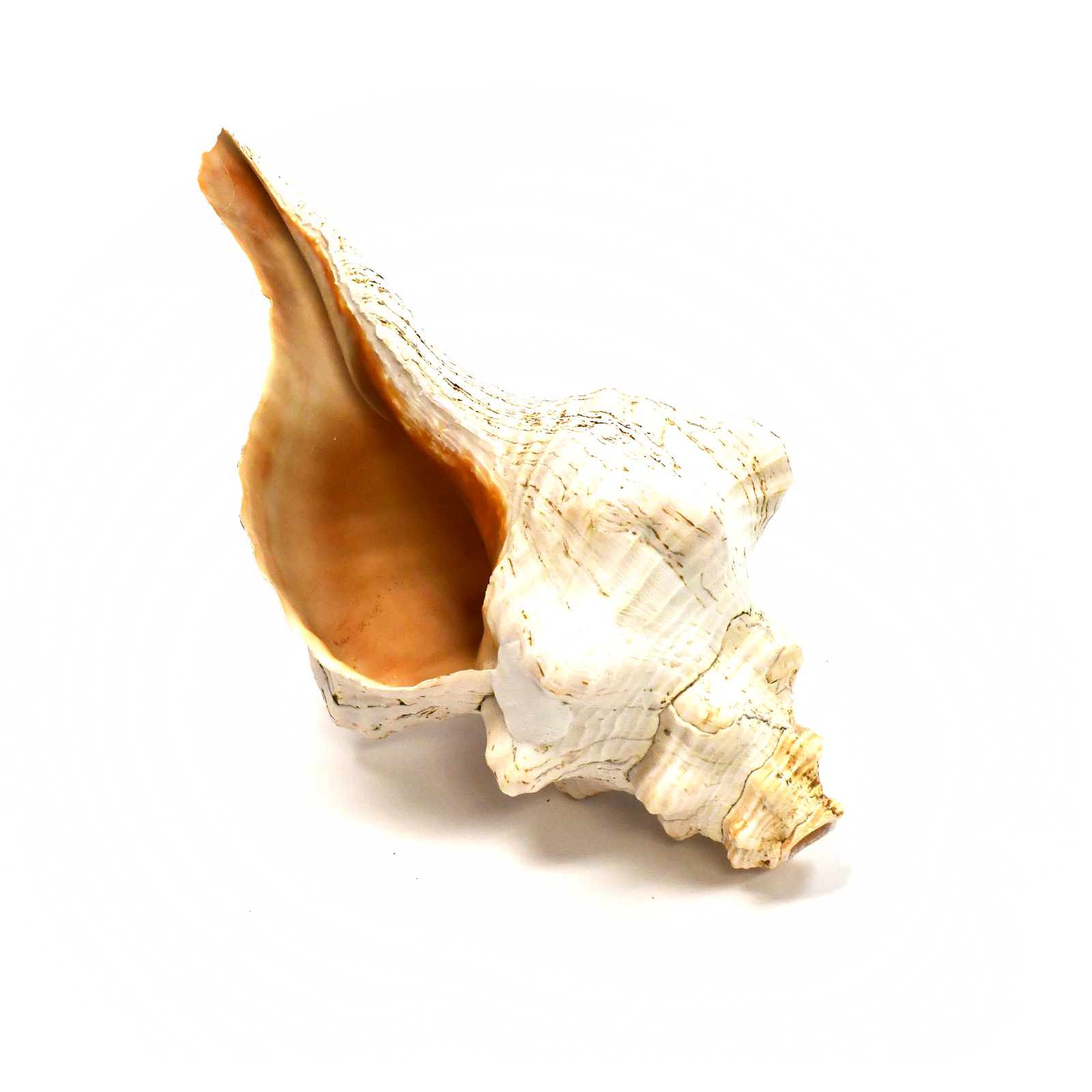 Atecocolli | Caracol | Conch shell - 11-12” – Tochtli Cultural Wear