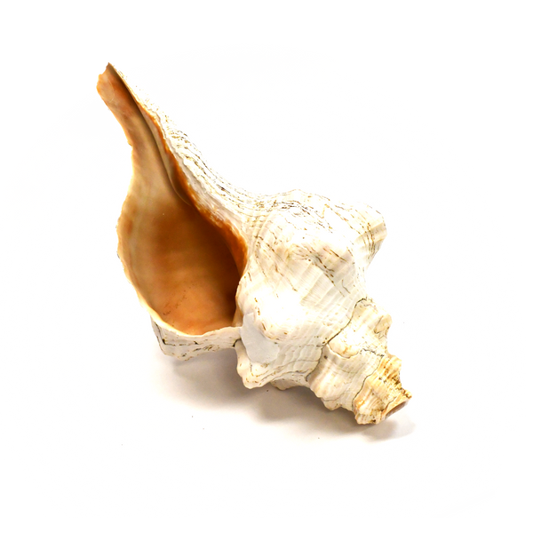 Atecocolli (Conch shell) - 12"