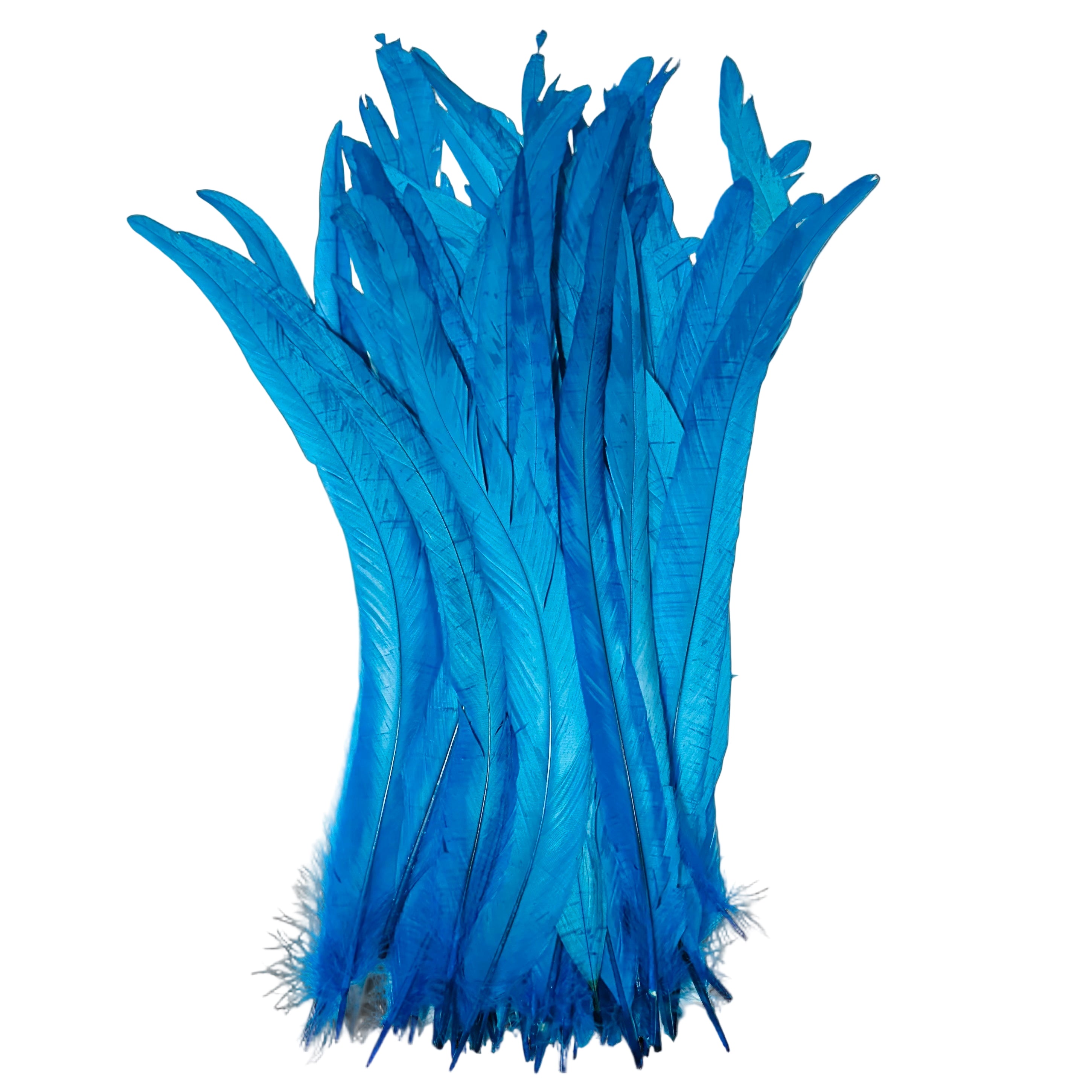 Feathers - Tuqouise Roosters, 16-18",  set of 100