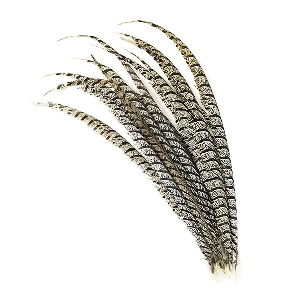 Feathers, Lady Amherst Pheasant or Zebra 30-35”, set of 10