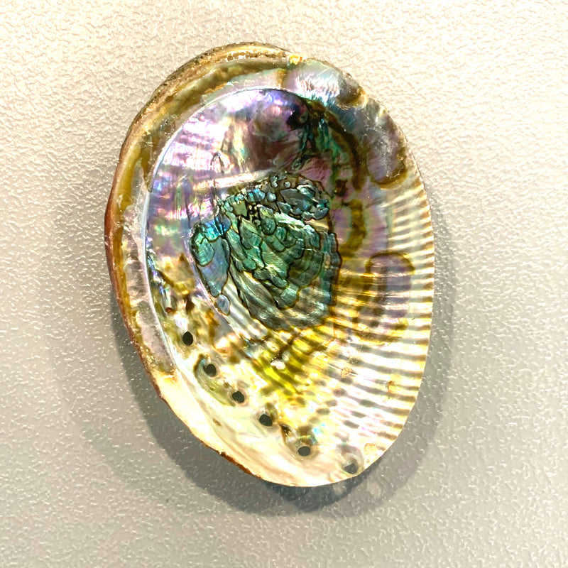 6-7” abalone shell