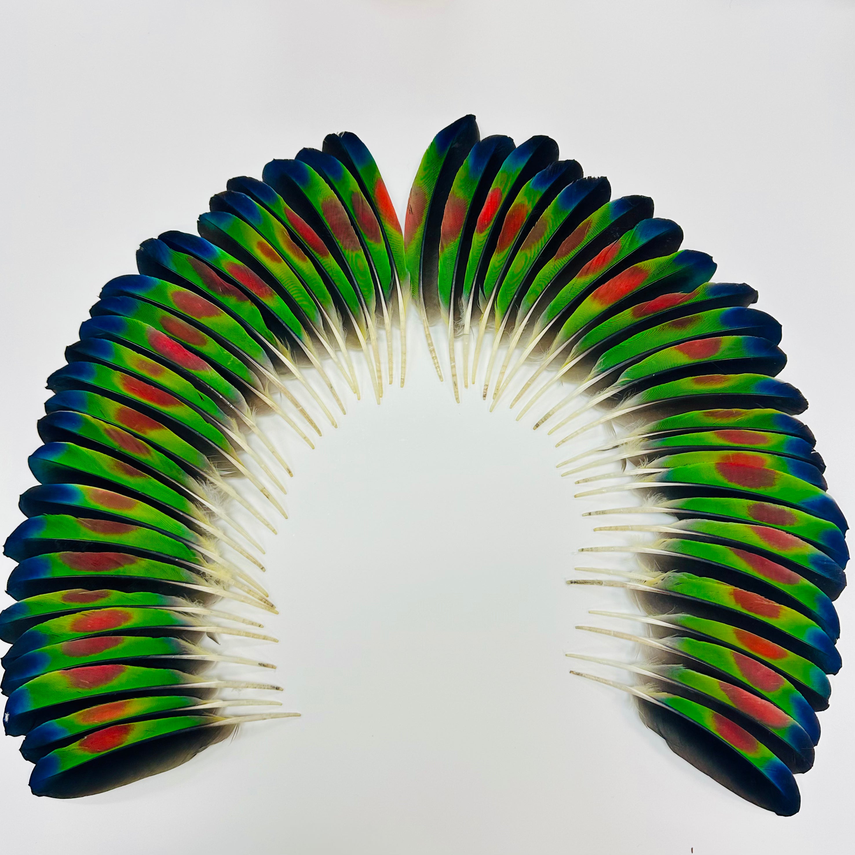 Feather Set - Amazon Tail 6" (50)