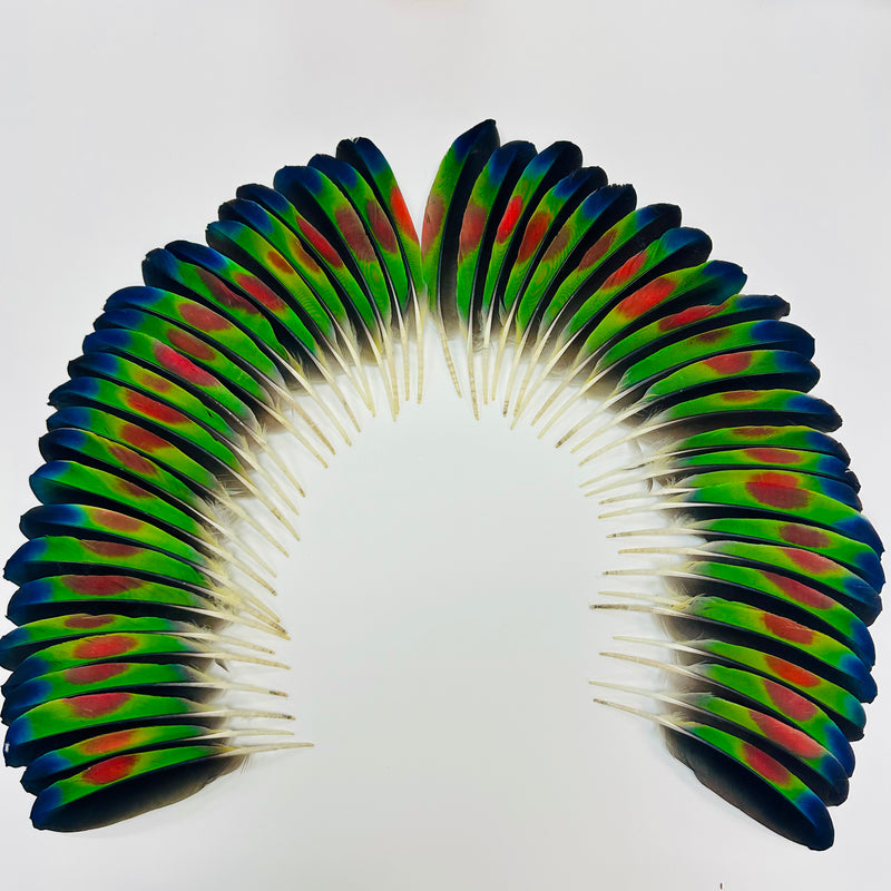 Feather Set - Amazon Tail 6" (50)