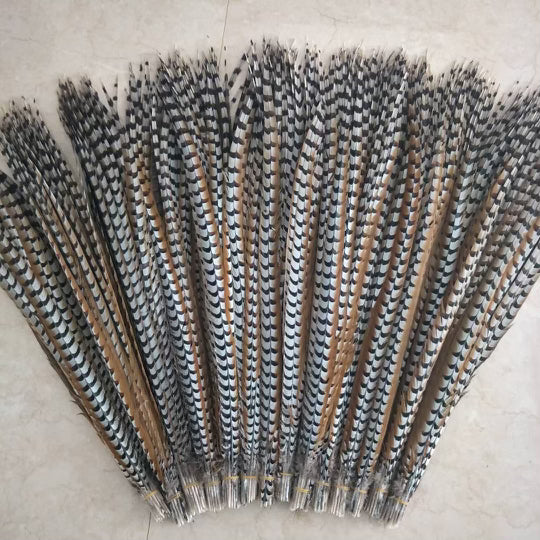 Feathers, Reeves Pheasant, set of 10