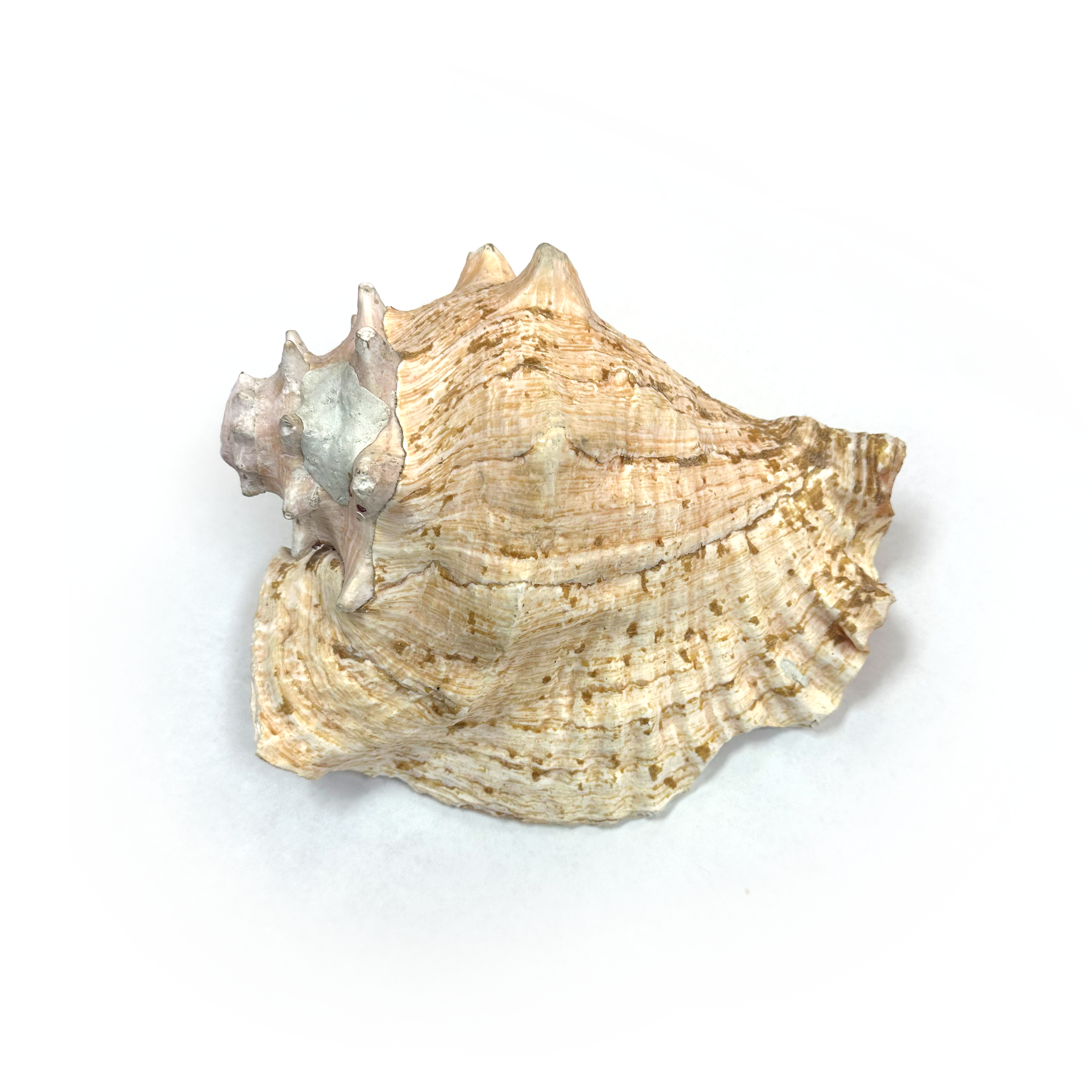 Atecocolli (Conch shell) - 5