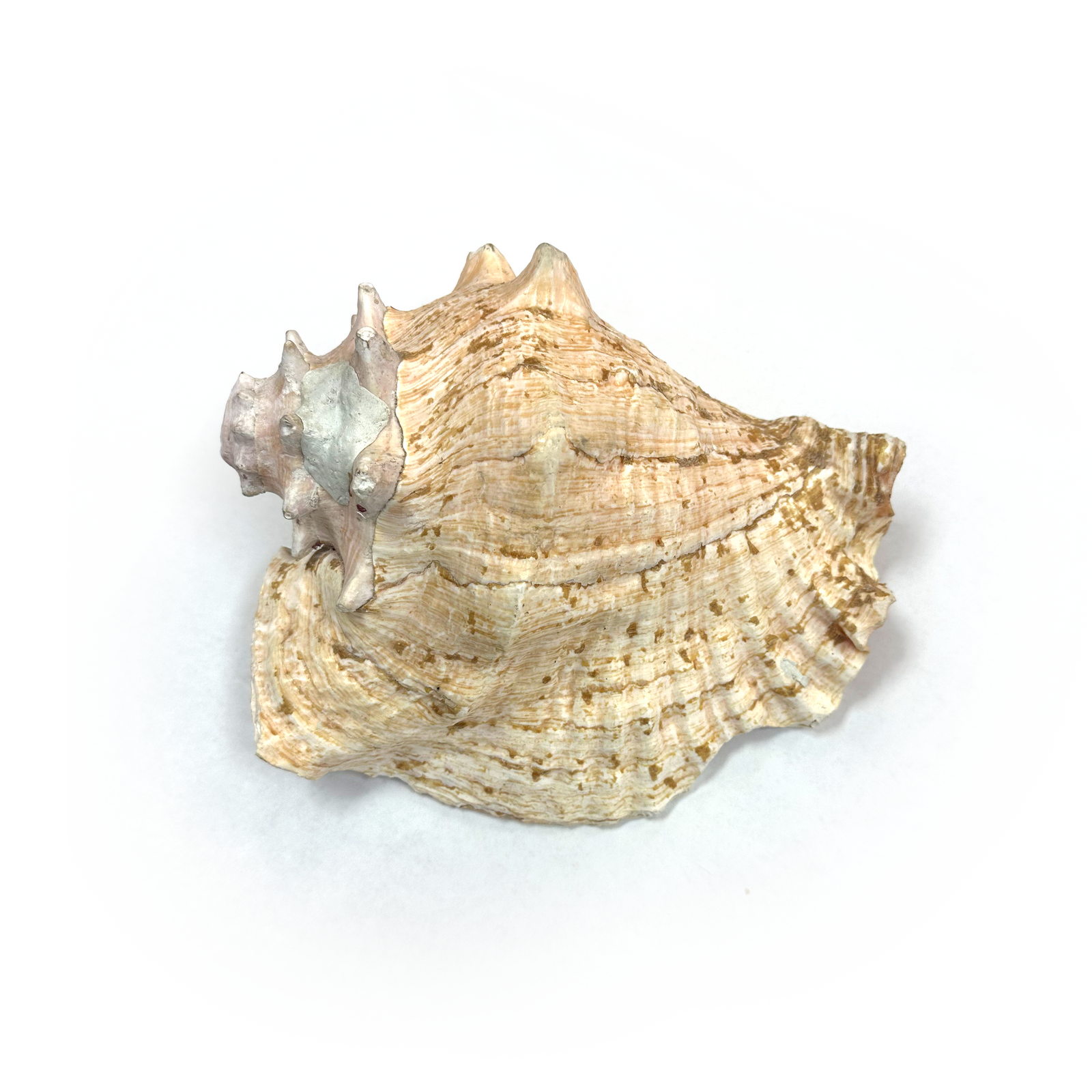 Atecocolli (Conch shell) - 5 – Tochtli Cultural Wear