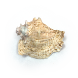 Atecocolli (Conch shell) - 5