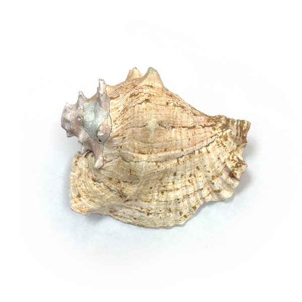 Atecocolli (Conch shell) - 5
