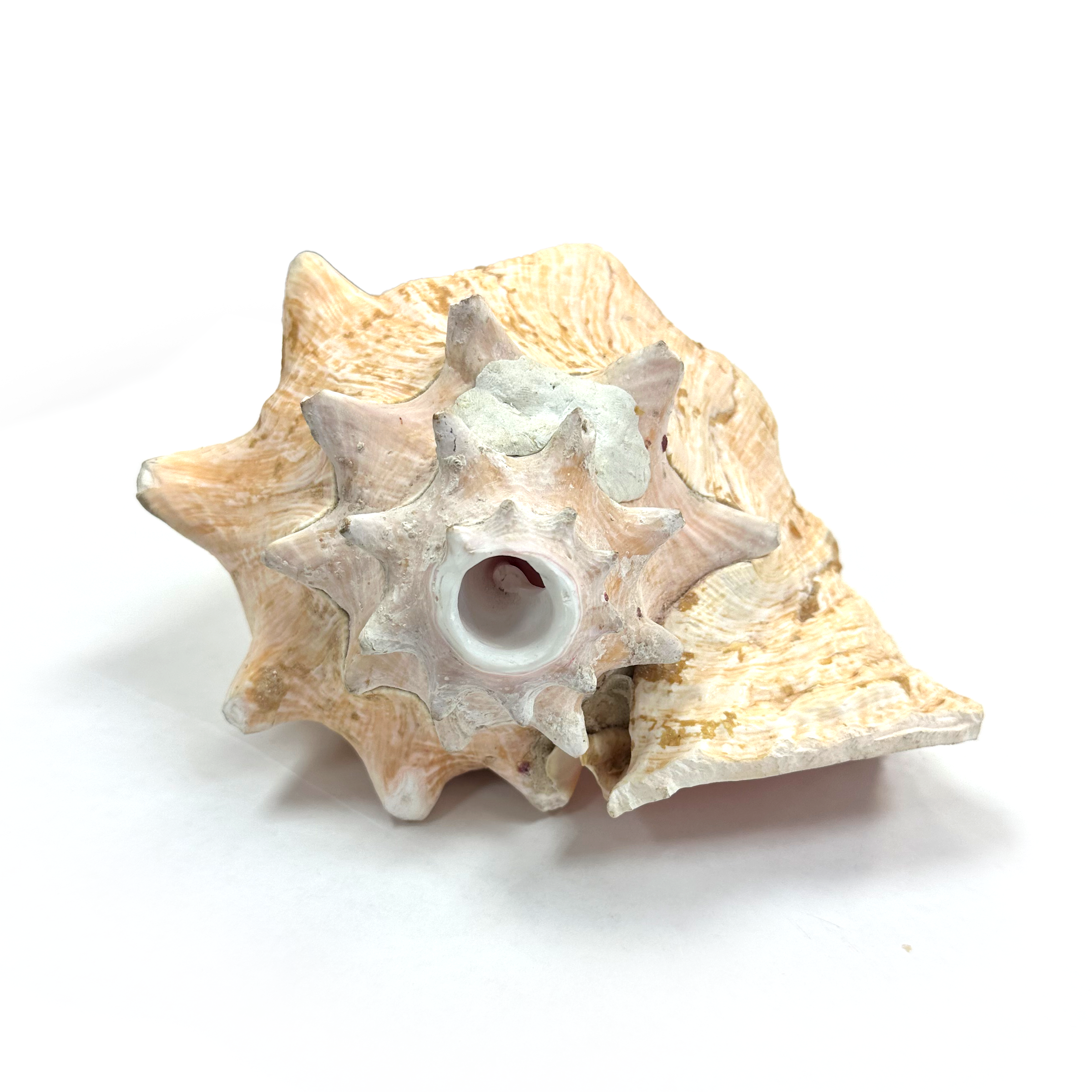 Atecocolli (Conch shell) - 5