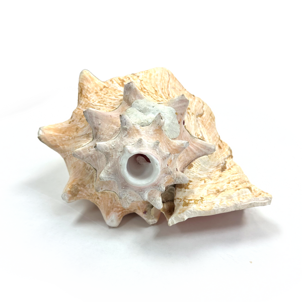 Atecocolli (Conch shell) - 5