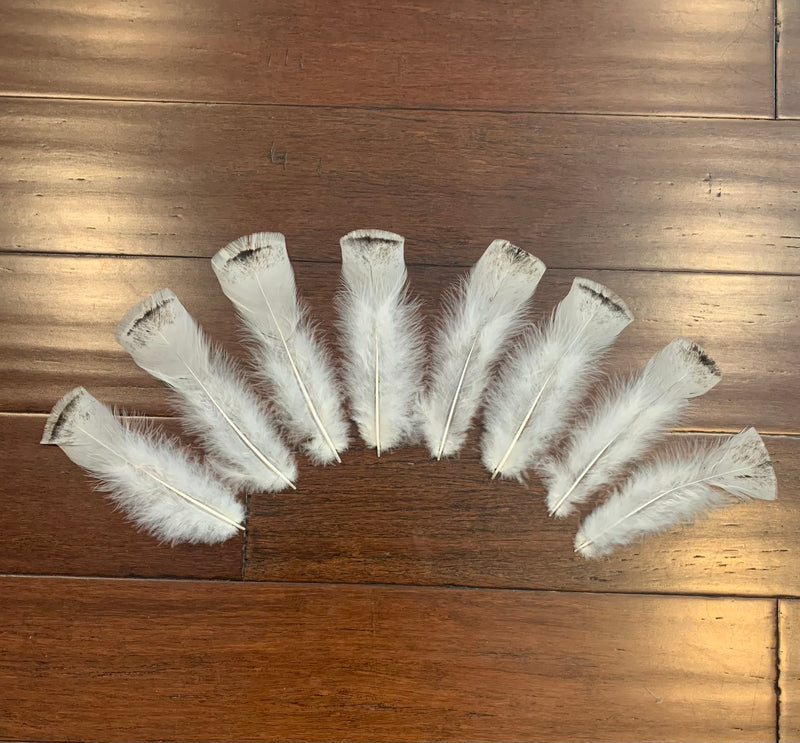 Set of 8, turkey tail feathers 6 3/4”- 7 3/4”