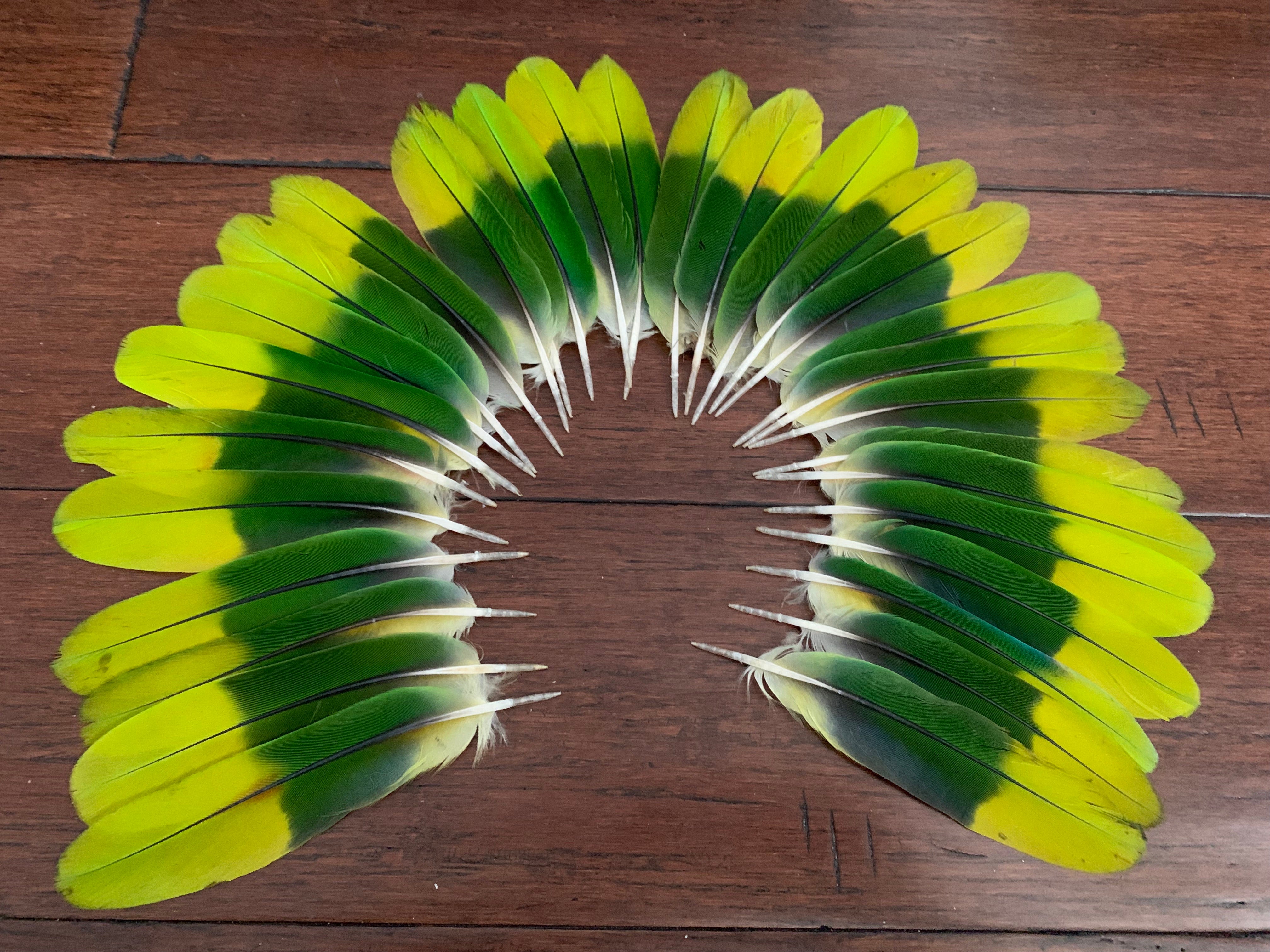 Feather Set - Amazon Tail 6" (40)