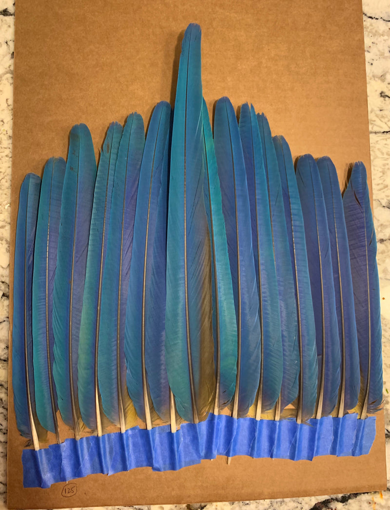 Aztec Dance Macaw Feathers
