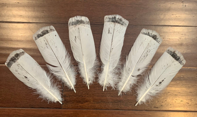 Set of 6, turkey tail feathers 8 1/2”- 9 1/4”