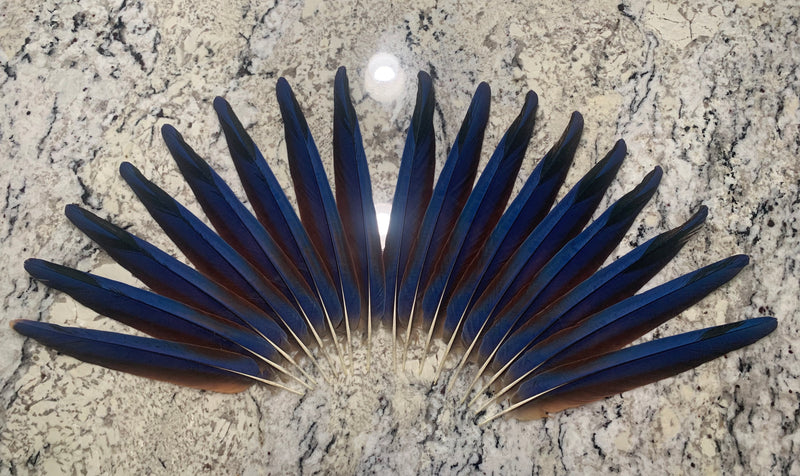Aztec Dance Macaw Feather set 4