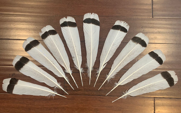 Set of 10, turkey tail feathers 12”-13.5”