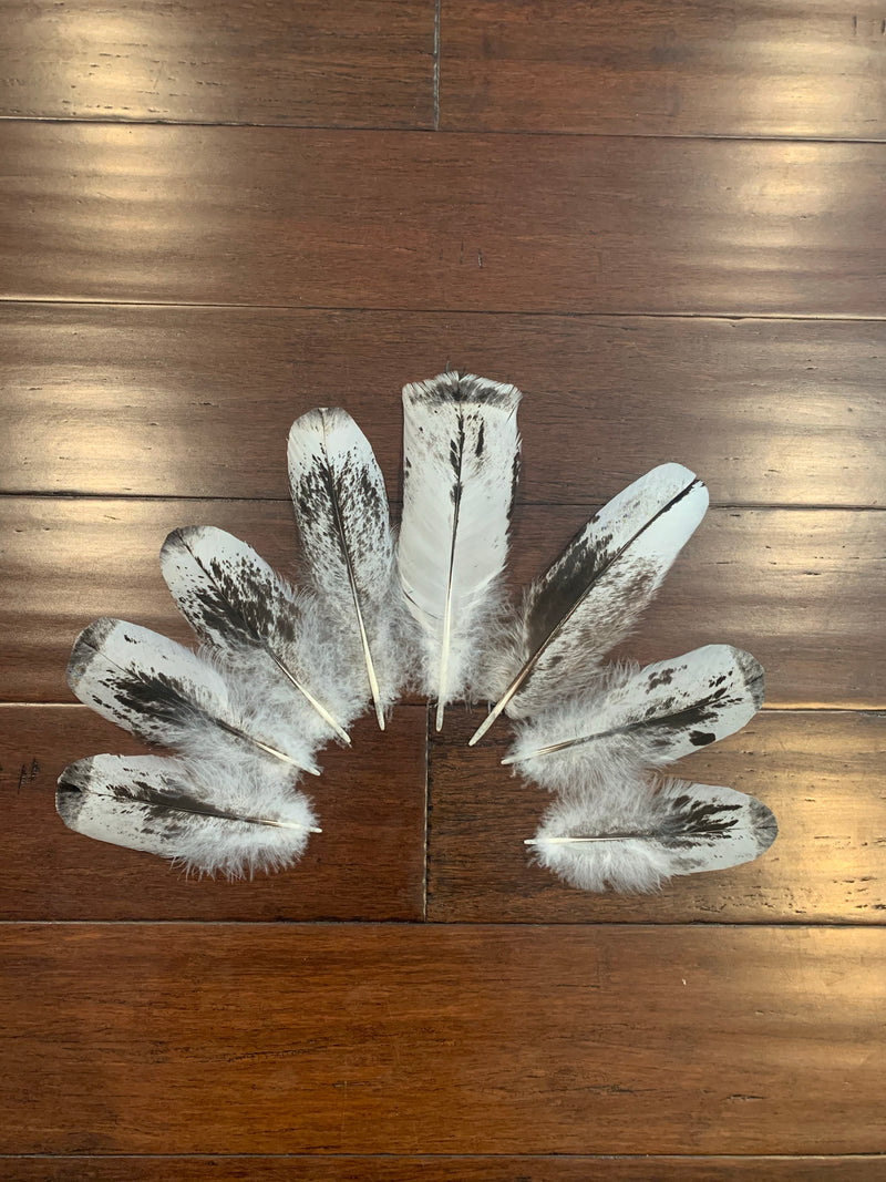 Set of 8, turkey tail feathers 6”- 9”