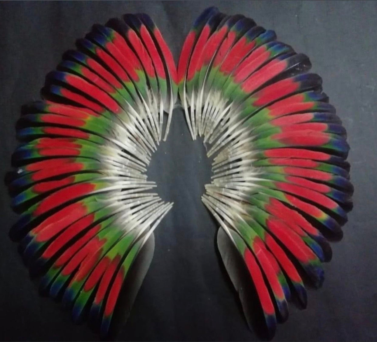 Feather Set - Amazon Wing 6" (40)