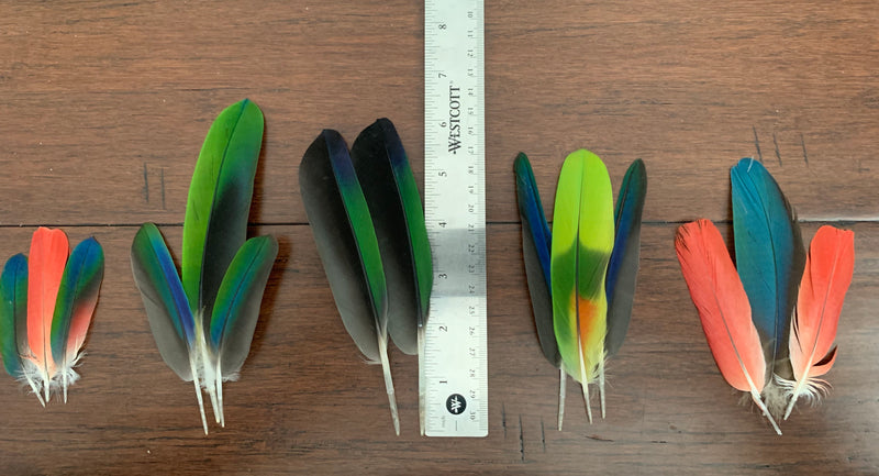 Parrot feather samples